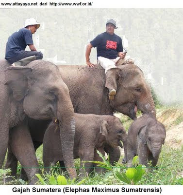 gajah sumatera elephas maximus sumatrensis tesso nilo