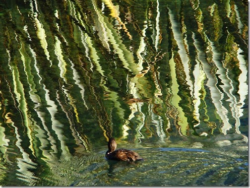 Milford-Sound26