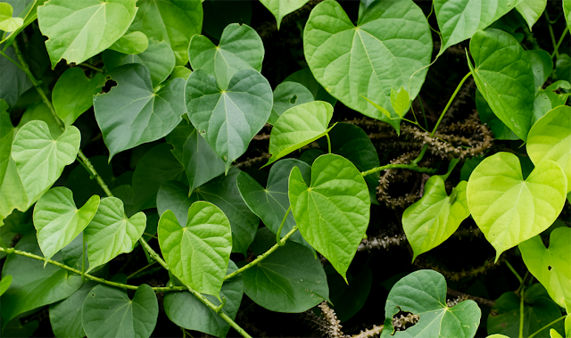 Guduchi (Tinospora cordifolia) गुर्जो