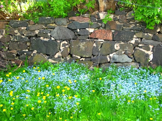 self-sown forget-me-nots