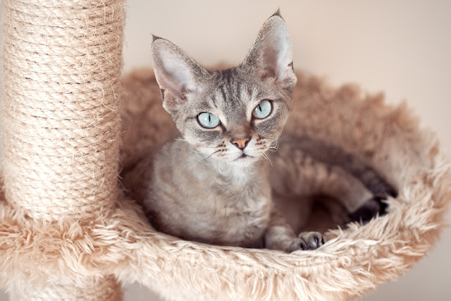 Amazing Devon Rex cat Kitten seat in basket Photo  