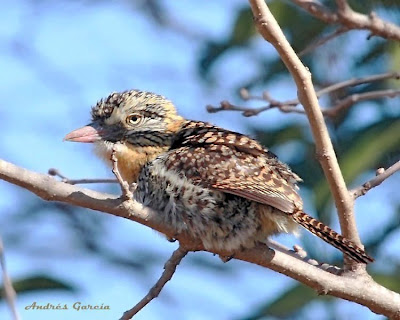 Spot backed Puffbird