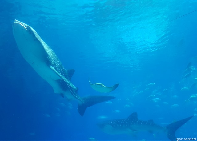 Largest aquarum in the world housing whale sharks. Ocean Kingdom in Zhuhai