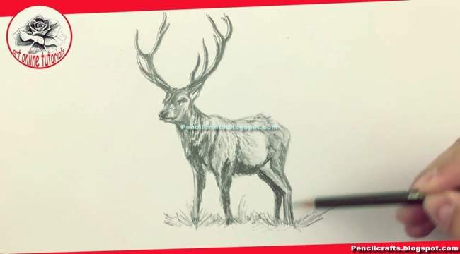 Whitetail Deer Skull Drawings
