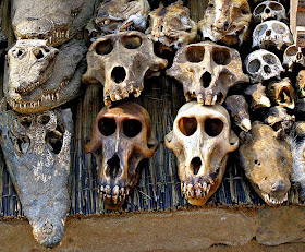 Crocodile skulls selling in voodoo fetish market