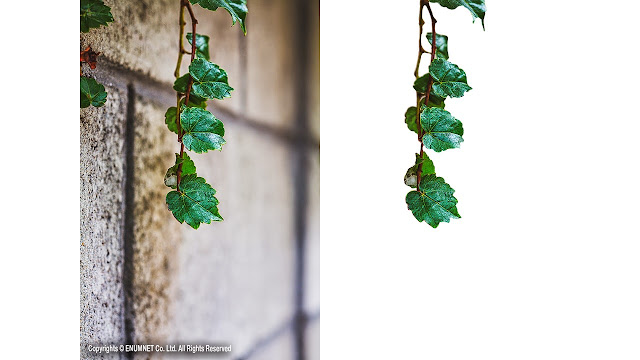 [ Enumcut ]  Ivy leaf Photo - Remove Background  From Image (Result Example)