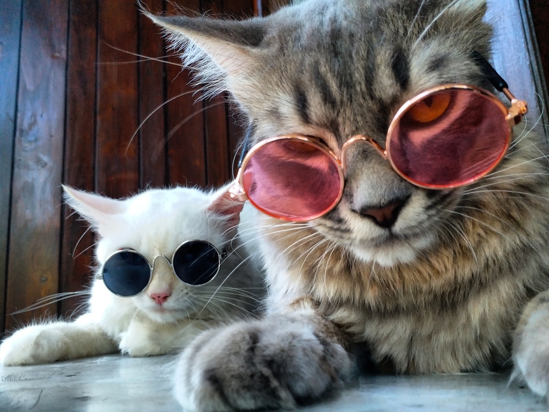Viral 30 Foto Tingkah Laku Kucing  Lucu  Ini Bikin Ngakak 