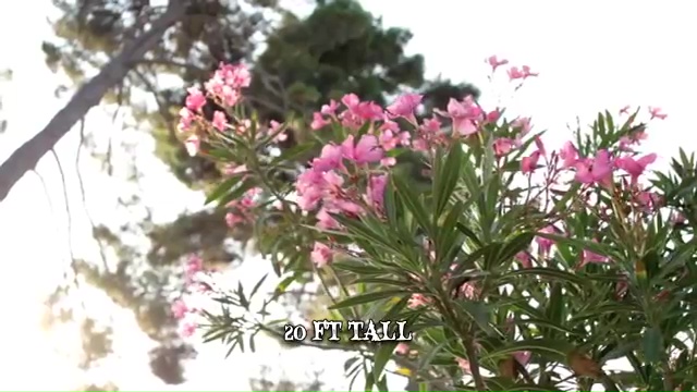 Most Poisonous Plants, Oleander