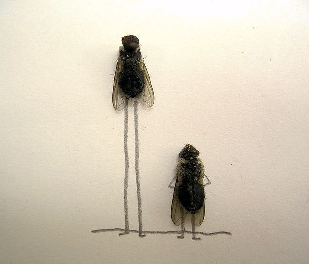 [dead-fly-art-01.jpg]