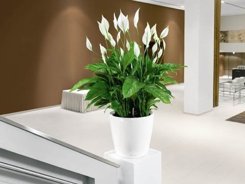 planta espatifilo decorar hogar interior