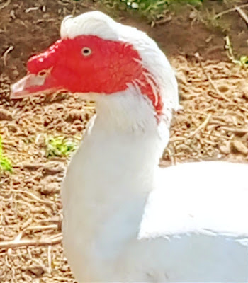 Cairina moschata, bragado, negro o real