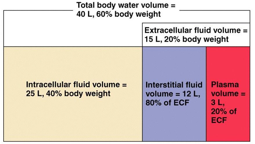 Major fluid compartments of the body from Anatomy and Physiology -4.bp.blogspot.com