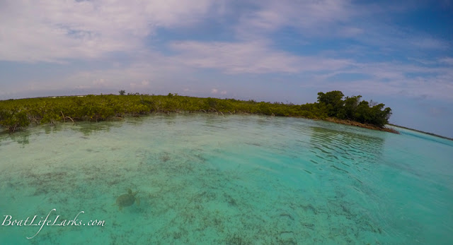 Turtle, Mangrove creek, Conception Island, Bahamas