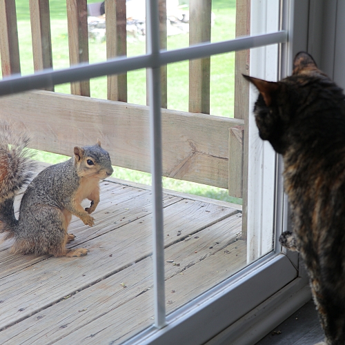 Estelle and Tuck the Squirrel