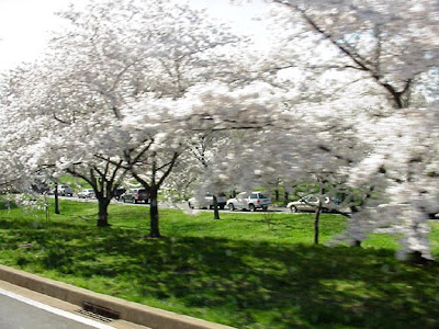 Pink Weeping Cherry tree.