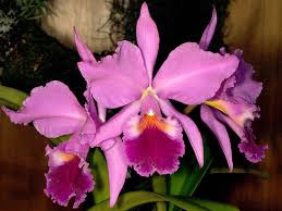 orquidea cattleya