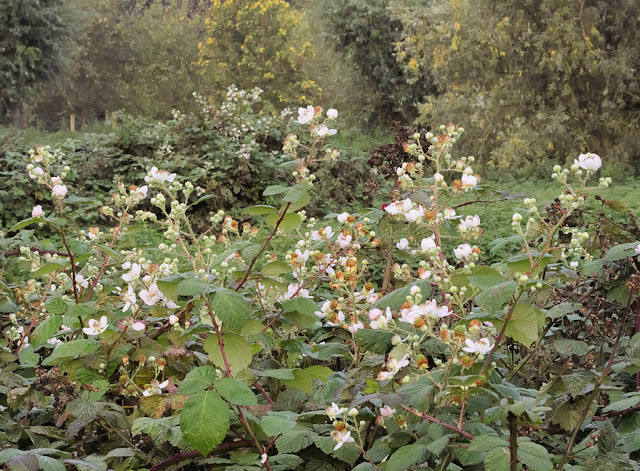 Brambles in flower 