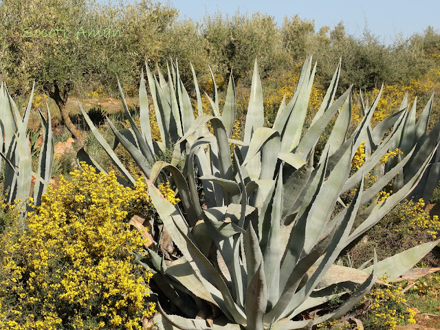 Agave.americana