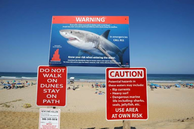 Great white shark kills woman off US coast