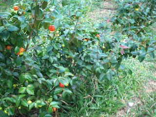 pitangueira com várias pitangas maduras