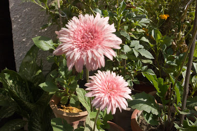 Light pink flowers