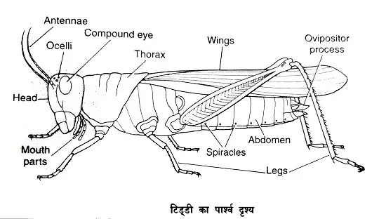 टिड्डी (Grasshopper) : वर्गीकरण, लक्षण, चित्र का वर्णन|hindi