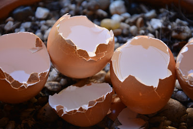 egg shells