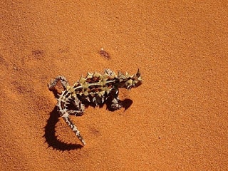 About Thorny Devil, Desert Monsters with Sharp Scales