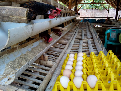  Kebutuhan telurayam kampung setiap hari ternyata berbagai Begini Caranya Membuuat Ayam Kampung Bertelur Setiap Hari