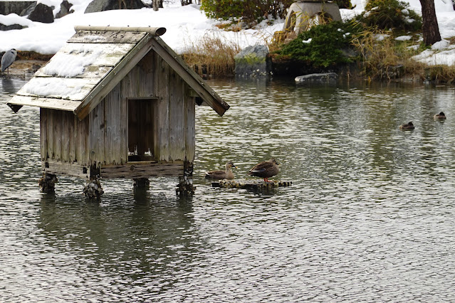 鳥取県米子市西町 湊山公園 池のマガモ