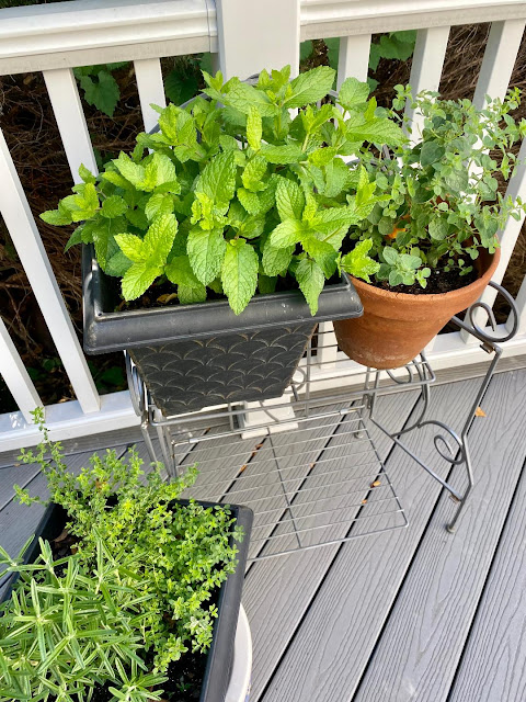 herbs in pots, mint, thyme, oregano
