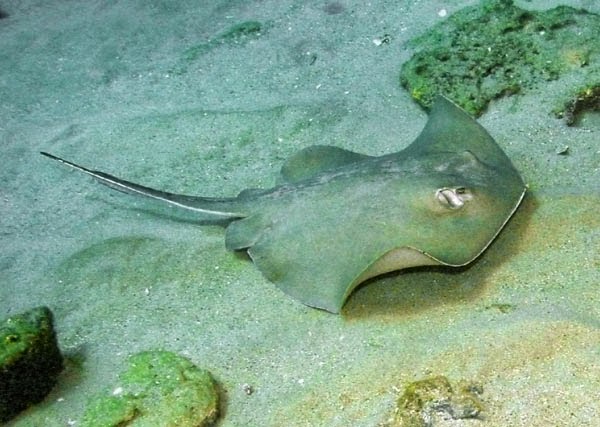 Stingray