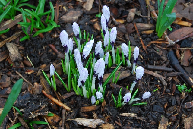 Kew white crocus