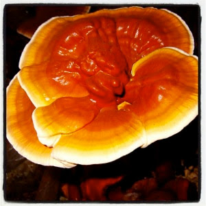 Reishi Mushroom Health Benefits