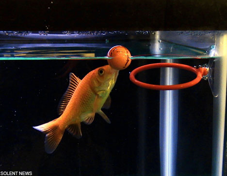 fish1 Nenek Buta Tangkap Ikan Lele Raksasa