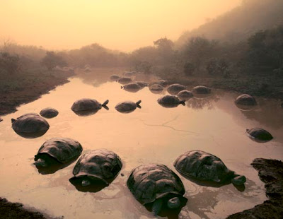 Tortoises at Dawn, Galapagos Islands, 1984 Volcan Alcedo, Isabela Island, Galapagos