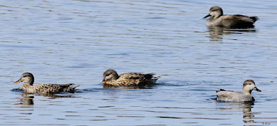 "A small flock of Gadwall - Mareca strepera, feeding of grub in the Mount Abu Duck pond."