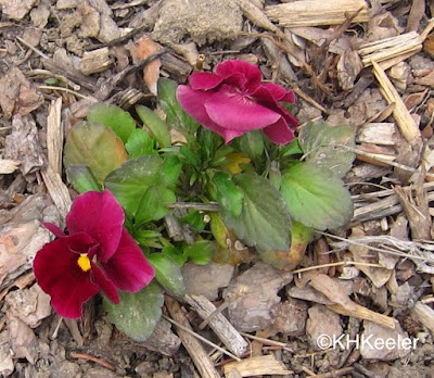 pansies