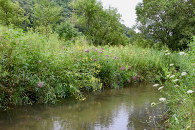 Driftless Area trout stream