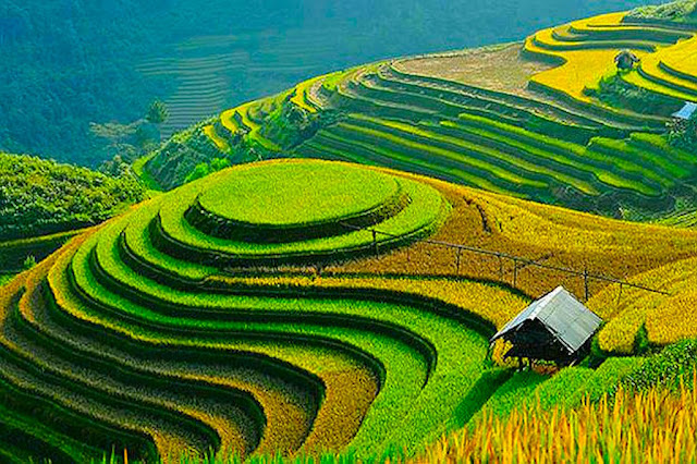 Agricultura, arroz, cultivos, agriculture, agrosentidos