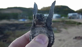30 Cutest Baby Animal Gifs Ever 30 Cutest Baby Animal Gifs Ever
