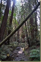 Muir Woods Cathederal Grove-1