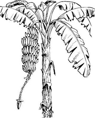 ciri-ciri pohon pisang