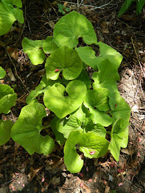 Canadian wild ginger (Asarum canadense) in a Riverdale ecological garden by garden muses-not another Toronto gardening blog