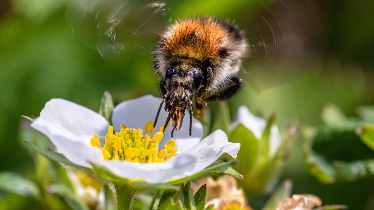 New Study Says Fertilizing Your Flowers Makes Them Repulsive to Bees.