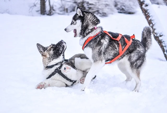 Alaskan Malamute