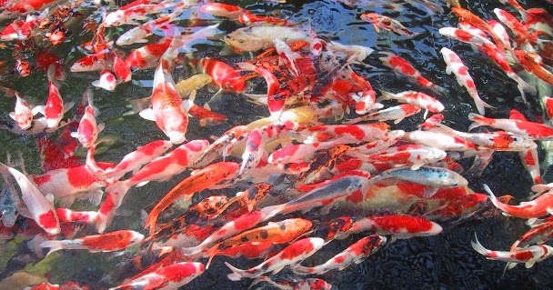  ikan  Jepang tak ternilai membuat percikan Berita Terbaru 