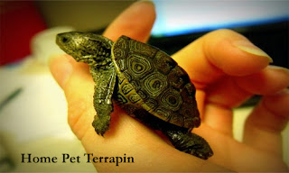 Home Pet Terrapin