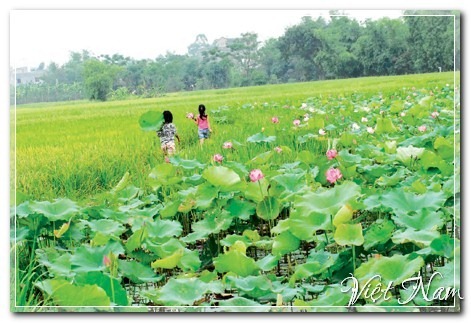 Hoa Sen, Việt Nam