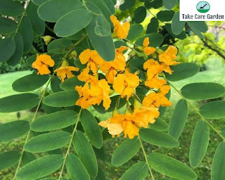 Tipuana Tipu: uma árvore de sombra bonita e resistente
